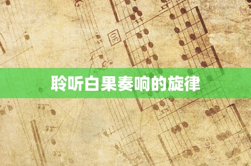 聆听白果奏响的旋律
