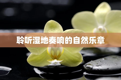 聆听湿地奏响的自然乐章