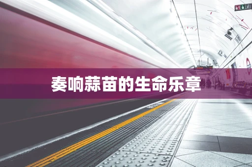 奏响蒜苗的生命乐章