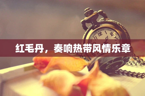 红毛丹，奏响热带风情乐章