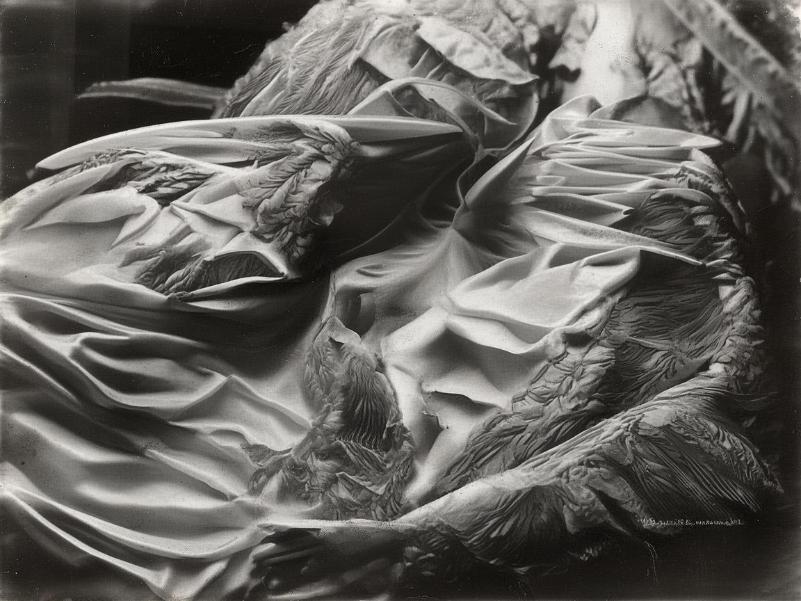 音韵交织，奏响包子的独特乐章