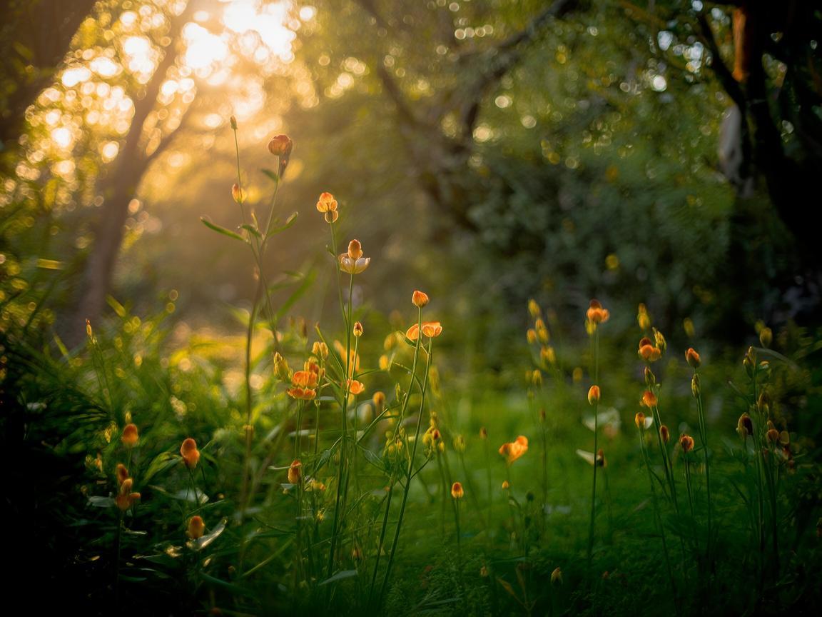 丁香之韵，如何将自然之香融入音乐创作中？