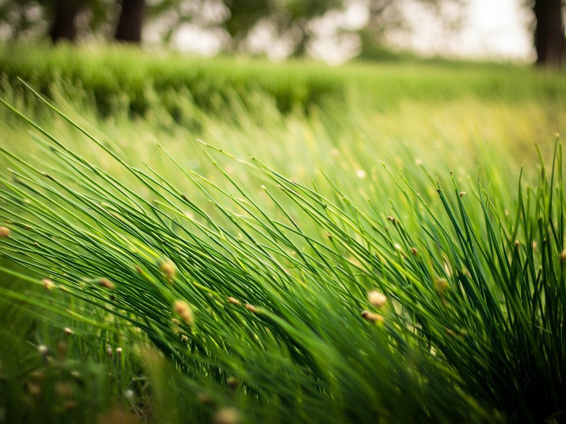 韭菜的韵律，奏响田园乐章